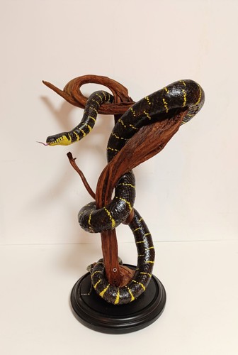 Taxidermy cabinet de - taxidermy,,