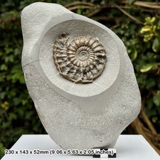 Microderoceras Fossil Ammonite