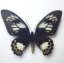 Ornithoptera priamus poseidon