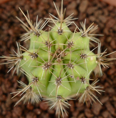 Cereus specie south - , of