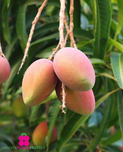 Pianta mango mangifera - di,