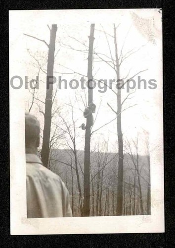 Big snake tree - big, in