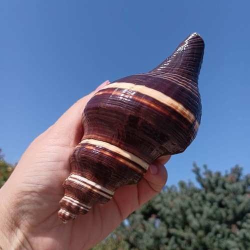 Conchiglia nera cm - conchiglia, 11-13
