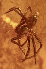 Ragno SPIDER Araneae rara