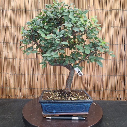 Bonsai zelkova 41cm - bonsai, h