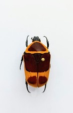 Entomology Taxidermy :  Pachnoda Marginata Ssp. Perigrina. 23mm+/-. A1-