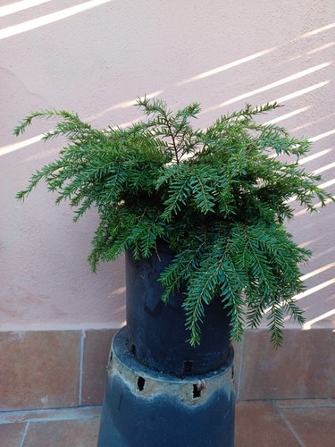 Tsuga canadensis abete - tsuga,