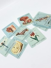 Lotto 13 Figurine / Schede Didattiche Quaderni Pigna Collana Scientifica anni 60