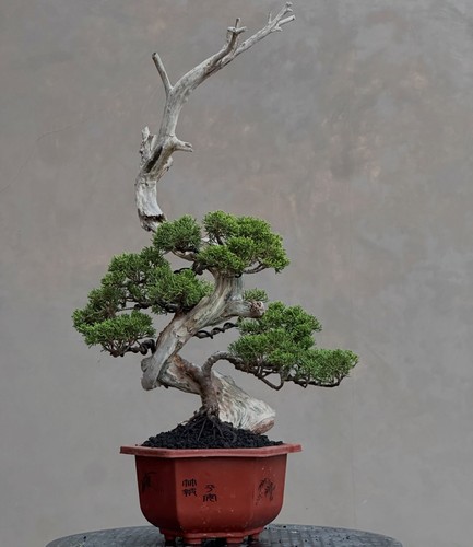 Bonsai juniperus chinensis - bonsai,