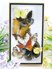 Vere bellissime farfalle