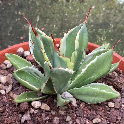 Agave isthmensis cubic - agave, var