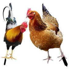  2 Pezzi Insegna da Giardino