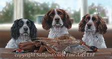 Springer Spaniel gun dog ltd