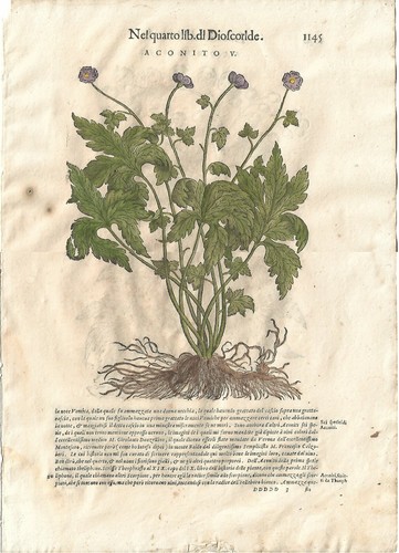 Stampa antica mattioli - antica,