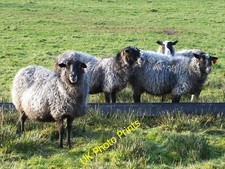 Photo 6x4 Romanov sheep at