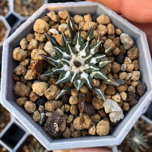 2pz pianta 5cm ariocarpus - 2pz,
