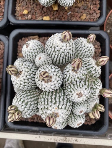 1pz pelecyphora aselliformis - pelecyphora,