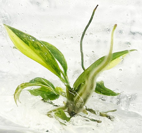 Philodendron florida beauty x - 'florida,