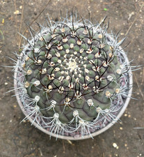 GYMNOCALYCIUM SAGLIONIS -