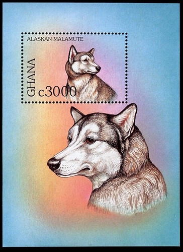 Alaskan malamute husky dog - husky,
