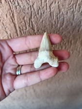Fossili dente di - *, squalo
