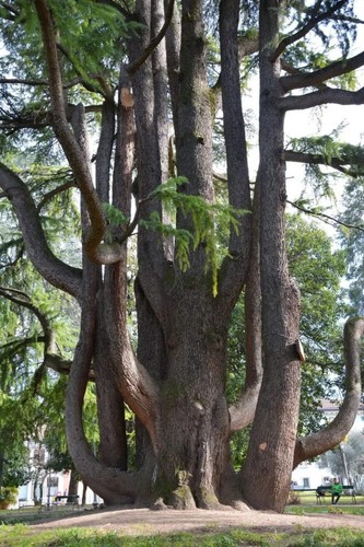 Cedrus libani cedro - libani, del