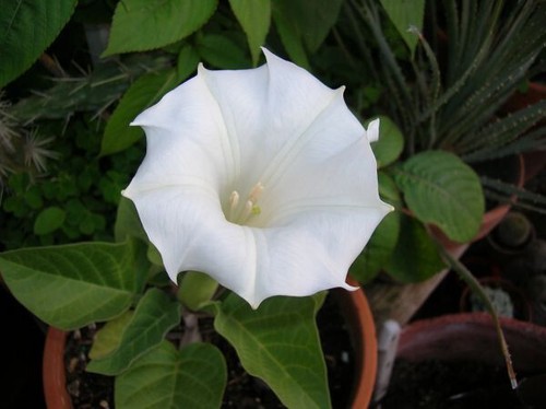 Semi datura bianca - 10-semi-datura,