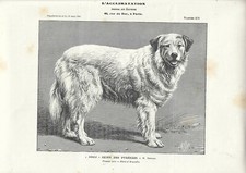 Stampa antica CANE razza CANE DEI PIRENEI 1906 Antique print dogs