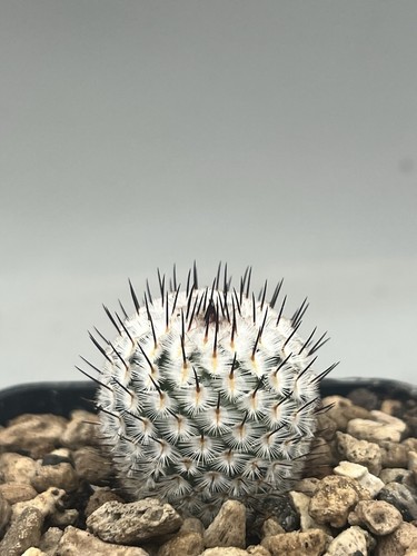 Mammillaria perez rosae - la,