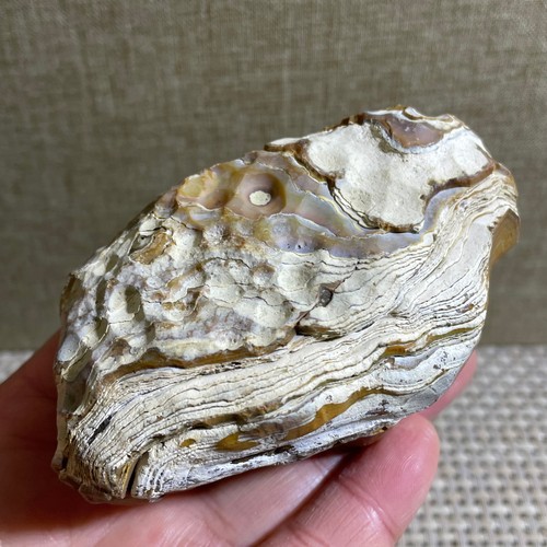 Bonsai suiseki 236g - di,