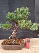 bonsai di pino pentaphilla h