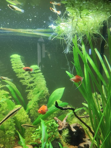 Guppy endler platy - guppy,