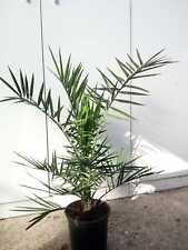 PIANTA DI PHOENIX CANARIENSIS  PALMA DELLE CANARIE VASO 22 CM   (foto reali)
