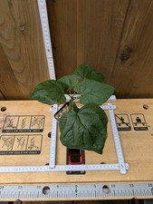 Adenia firingalavensis, passifloraceae, caudex succulente, rarità