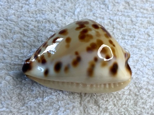 Cypraea zoila perlae - perlae,