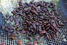 10 PawPaw Tree Seeds Asimina