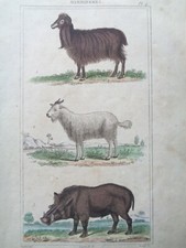 Buffon/Vauthier Incisione