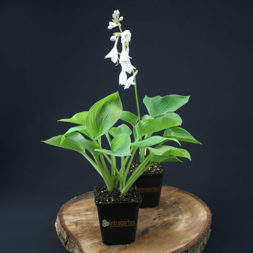 Funkie hosta sieboldiana - funkie,
