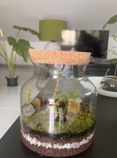 terrario piante Terrarium Con