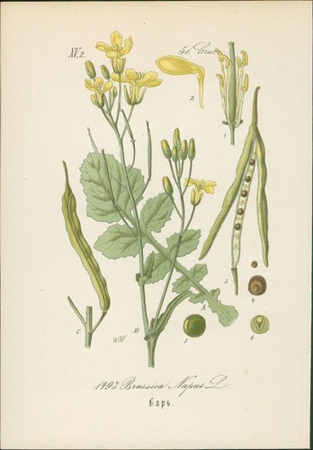 Chromolithographie raps - :,