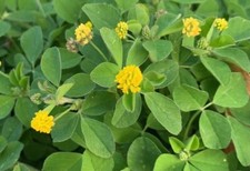 Trifoglio giallo - trifoglio