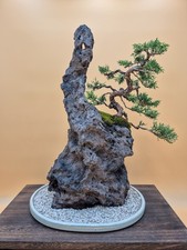 Bonsai composizione Ishizuki