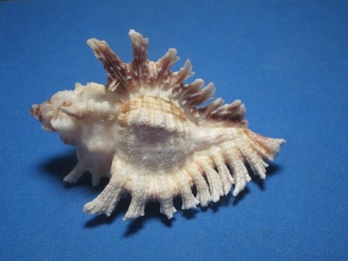 Chicoreus florifer - chicoreus,