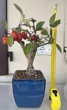 Bonsai melo Malus