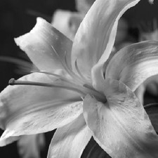 Gaetano Puro Giglio Edizione