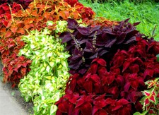 100 SEMI DI COLEUS IN MIX DI