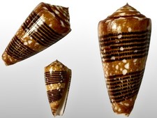 Conidae, Conus nobilis victor