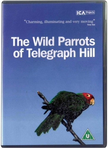 The wild parrots - parrots, of