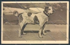 Aosta Gran San Bernardo Cane