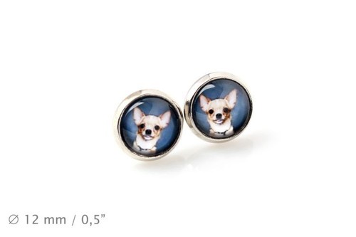 Chihuahua pelo liscio animale - pelo,